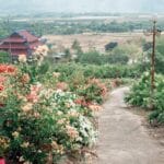 Kwiecista wiejska ścieżka spacerowa prowadząca do tradycyjnej pagody